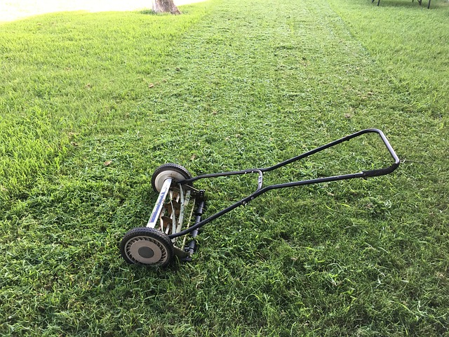 Trim grass to prevent ticks in the yard