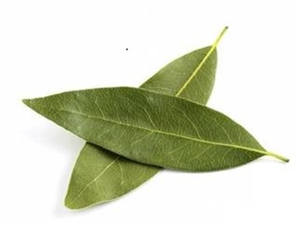 how to get rid of cockroaches bay leaves