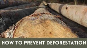 Save Our Forests: How to Prevent Deforestation & Preserve Our Planet’s Lungs