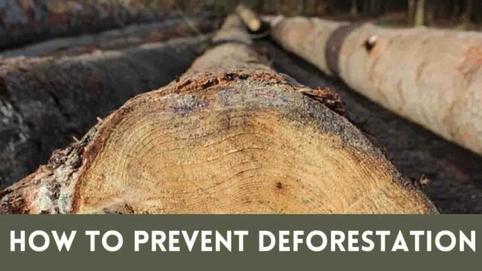 How to Prevent Deforestation
