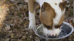 How To Prevent Uti In Dogs