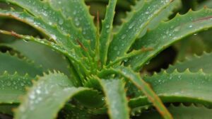 Aloe Vera for Psoriasis: A Natural Solution for Skin Relief