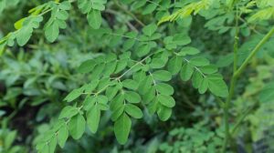5 Health Benefits of Moringa Tree