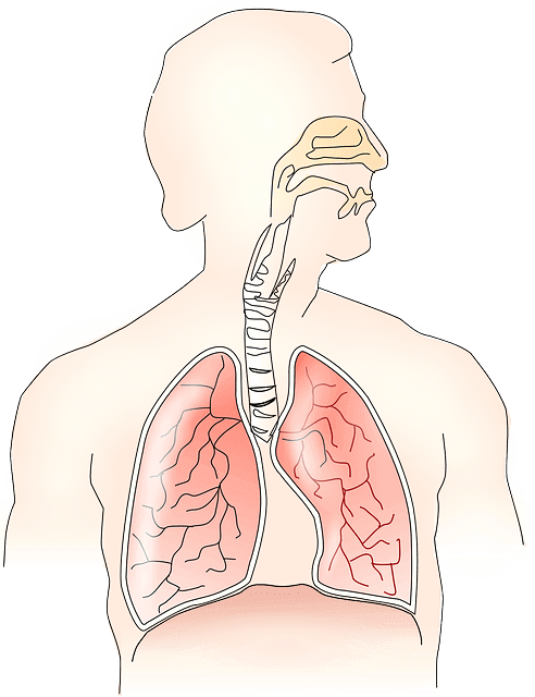 Respiratory Organs and How Do Lungs Work?