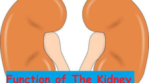 Function of kidney