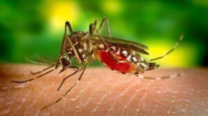 Why do mosquito bite humans and 6 Mosquito Bite Reaction