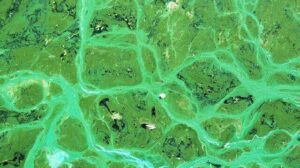 What Is Blue Green Algae: 3 Types, Characteristics, and Structures