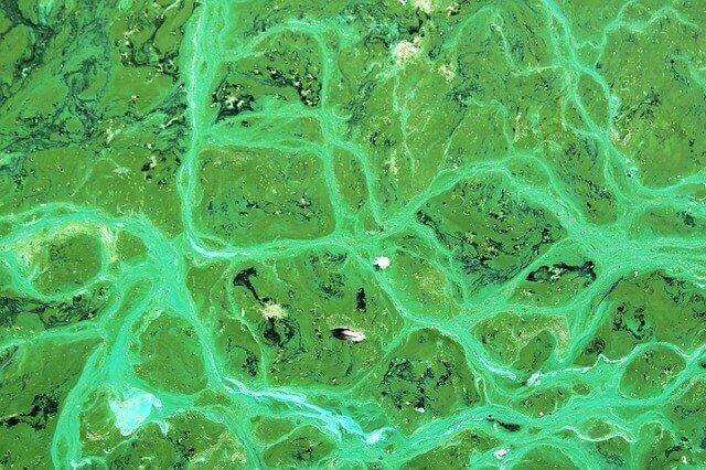 What Is Blue Green Algae