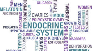7 Endocrine System Functions, and Hormones Classification