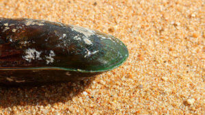 6 Green Lipped Mussels Health Benefits