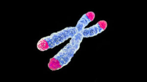Telomere Definition, History, Structure, and 3 Functions