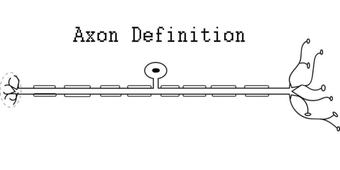 Axon Definition