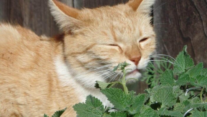 Catnip Plant For Cats