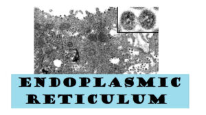 Endoplasmic Reticulum: Definition, and 2 Types