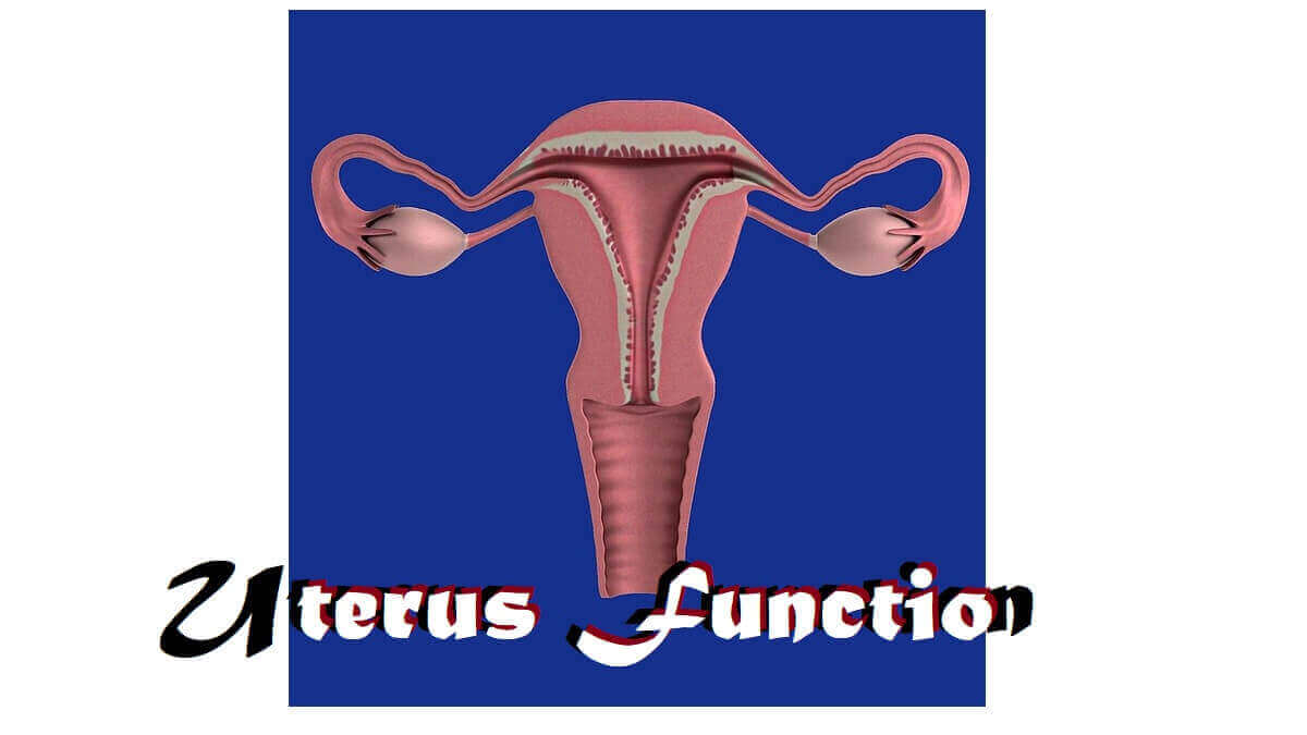 Uterus visual data 3