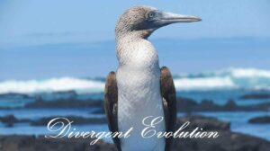 Divergent Evolution: Definition, and 3 Causes