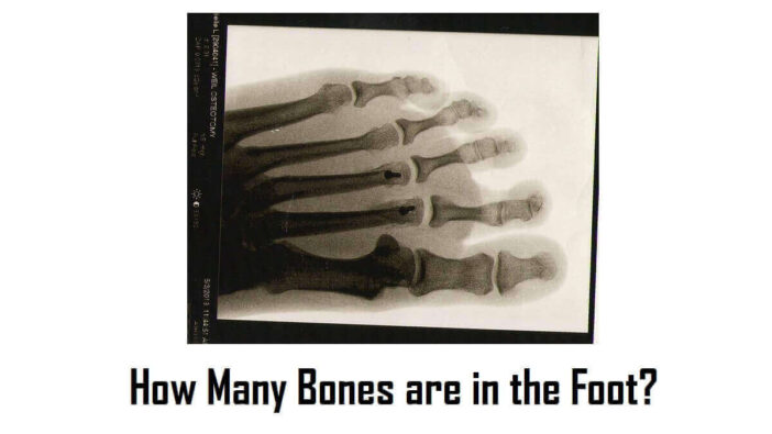 How Many Bones are in the Foot