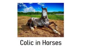 Colic in Horses: Definition, 4 Types, Signs, Diagnosis, and Prevention