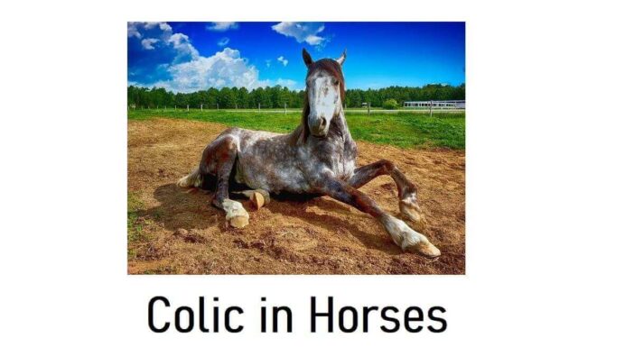 Colic in Horses