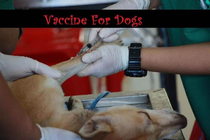 Vaccine For Dogs