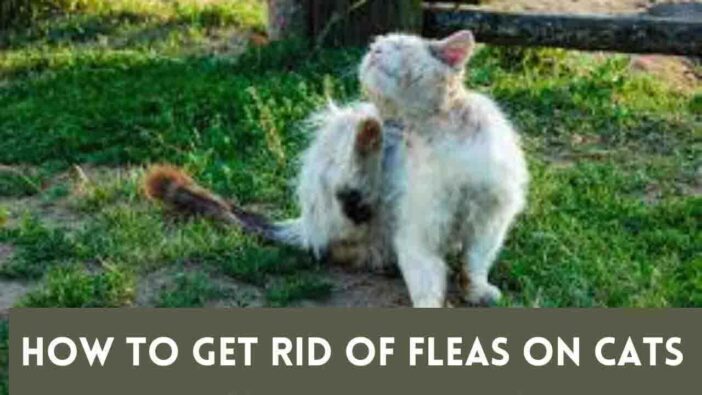 How To Get Rid of Fleas on Cats