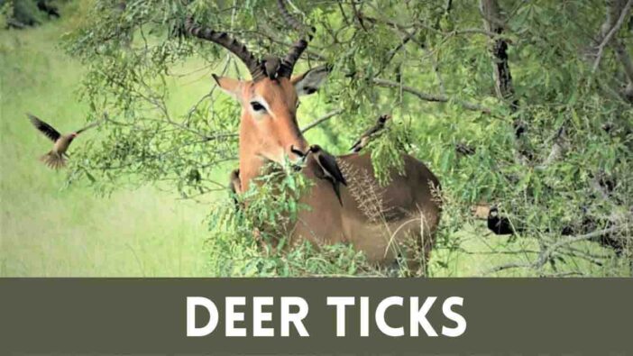 Deer Ticks