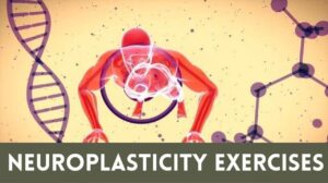 Neuroplasticity Exercises