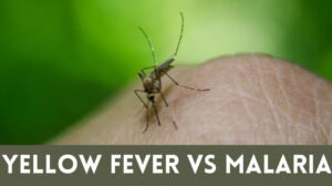 Yellow Fever vs Malaria